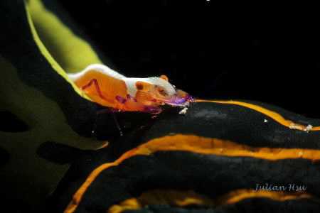 Periclimenes imperator on a black nudi
@Keelung, Taiwan by Julian Hsu 