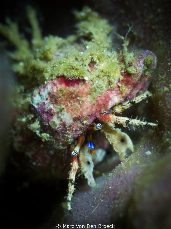 eyes under house by Marc Van Den Broeck 