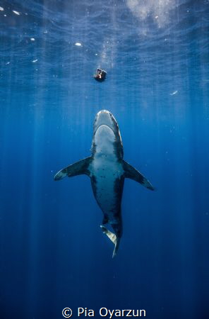 Oceanic White Tip from Cat Island getting his peace of bait by Pia Oyarzun 