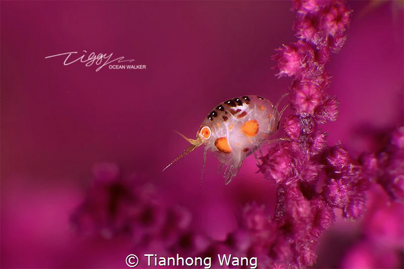 LEAP
 by Tianhong Wang 
