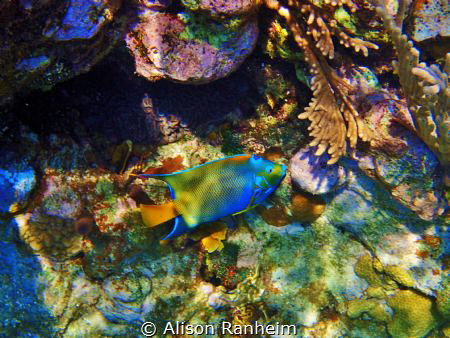 West Bay, Roatan by Alison Ranheim 