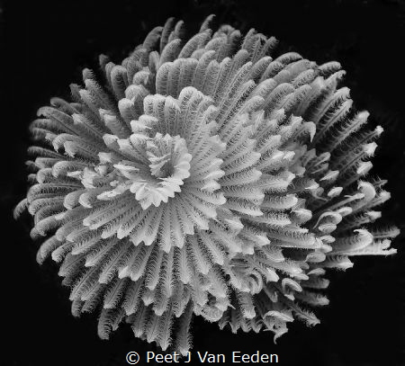 White Spiral by Peet J Van Eeden 