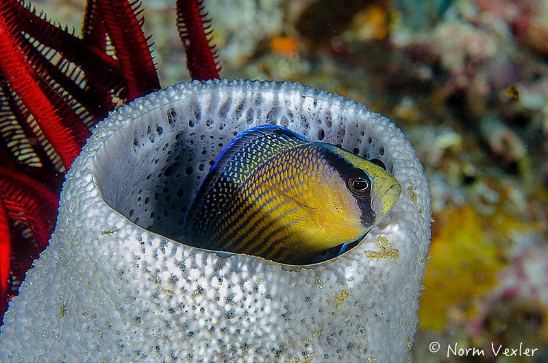 Splendid Dottyback in Raja Ampat by Norm Vexler 