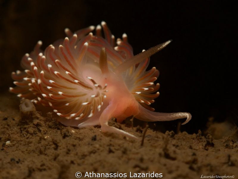 Facelina bostoniensis by Athanassios Lazarides 