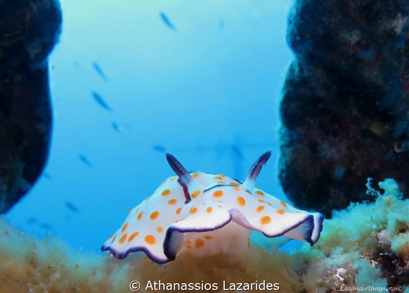 Goniobranchus annulatus by Athanassios Lazarides 