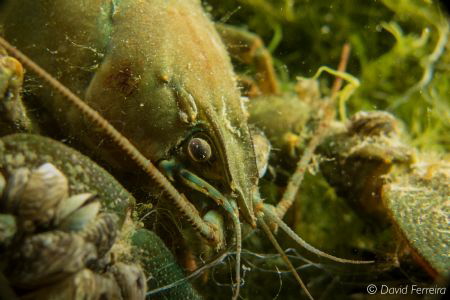 crayfish by David Ferreira 