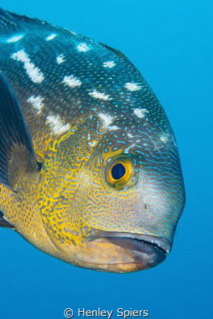 Midnight Snapper by Henley Spiers 