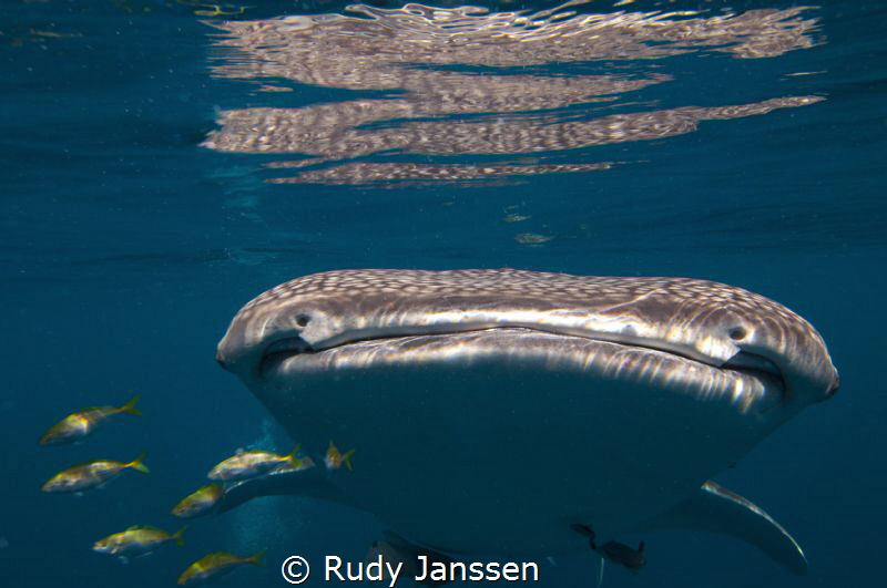 Whale shark by Rudy Janssen 