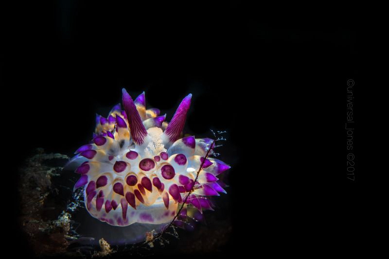 Janolus savinkini
Retra UWT snoot by Wayne Jones 