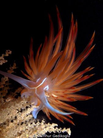 Dondice banyulensis
FIREWORK by Cumhur Gedikoglu 