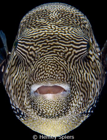 Map Puffer in Your face by Henley Spiers 