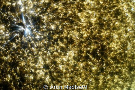 Sargassum starburst. 12 miles offshore, when you cant fin... by Arun Madisetti 