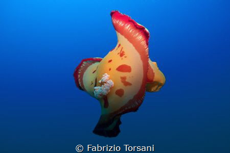 A flying spanish dancer by Fabrizio Torsani 