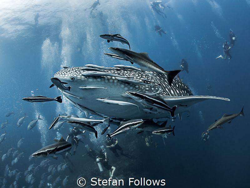 Shock and Awe

Whale Shark - Rhincodon typus

Sail Ro... by Stefan Follows 
