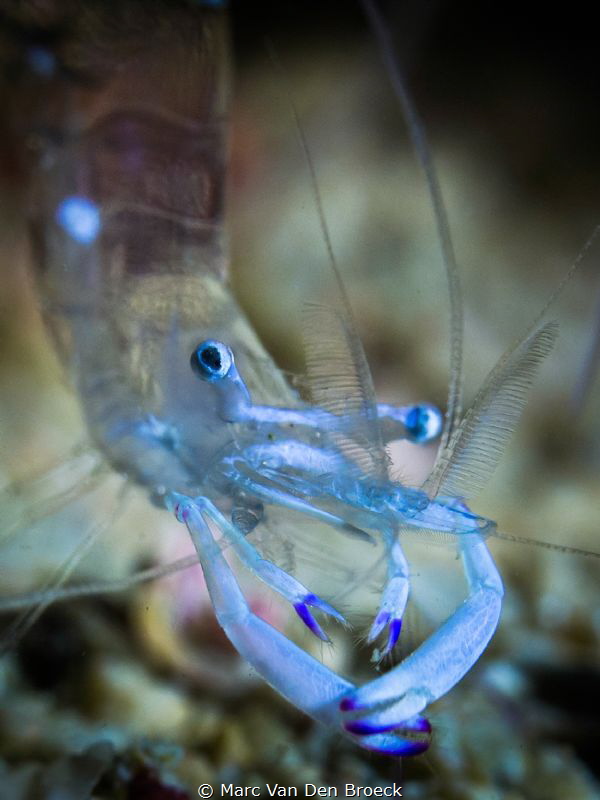 hello by Marc Van Den Broeck 