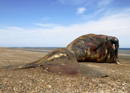 Dead Northern Right Whale , Coast of Patagonia near Puert... by Ralf Levc 