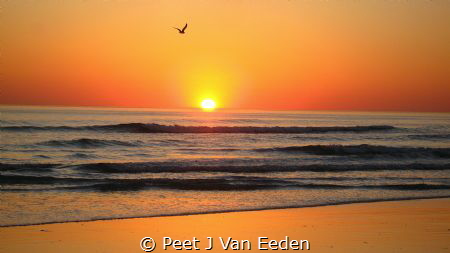 Solo Flight by Peet J Van Eeden 