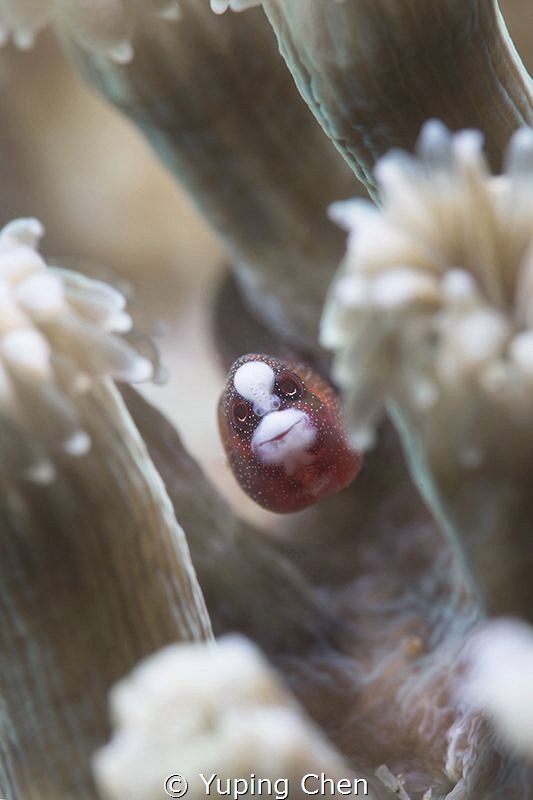 Hello, there!/Pipefish/ Lembeh strait, Indonesia, Canon 5... by Yuping Chen 