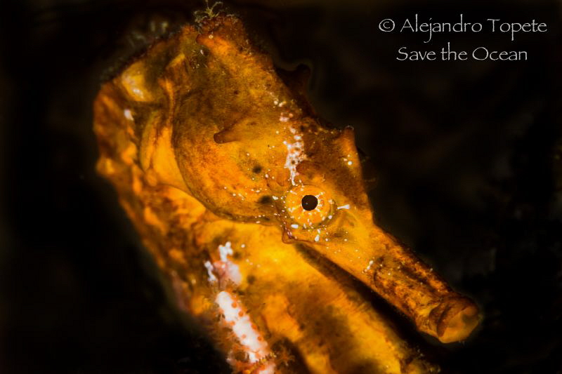 Seahorse close up, Acapulco México by Alejandro Topete 