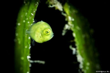 All green
Location :Mactan Island Philippines
Canon 5ds... by Yung Sen Wu 