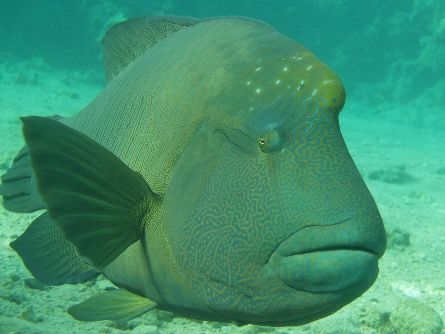 Napolean taken at Sharksbay, Sharm el Sheikh with Olympus... by Nikki Van Veelen 