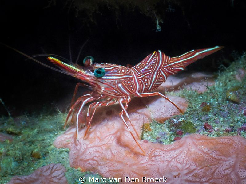 Red-white stripes by Marc Van Den Broeck 
