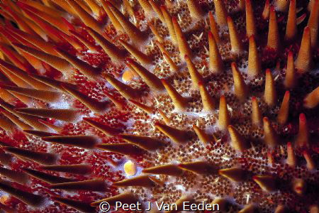 A crown of thorns by Peet J Van Eeden 