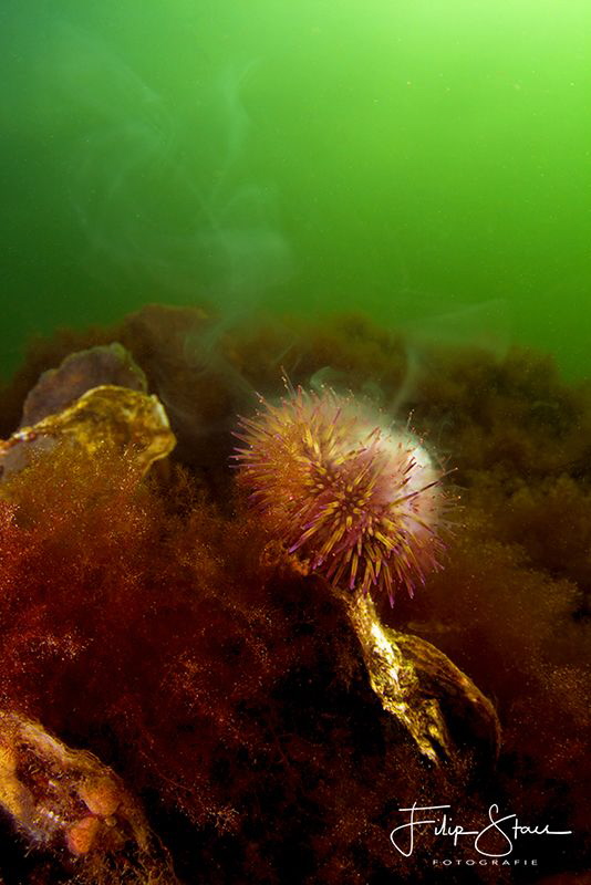 "Smoking hot!", spawning sea urchin, Zeeland, The Netherl... by Filip Staes 