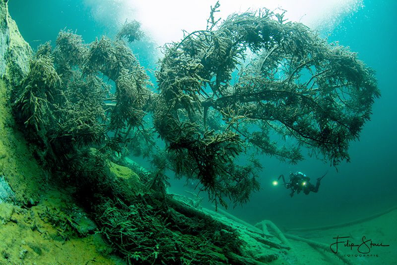 "Under the tree", Samaranger lake, Austria. by Filip Staes 