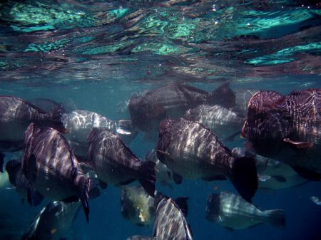 Schoal of Bump Head Parrotfish, taken whilst snorkelling ... by Alex Lim 