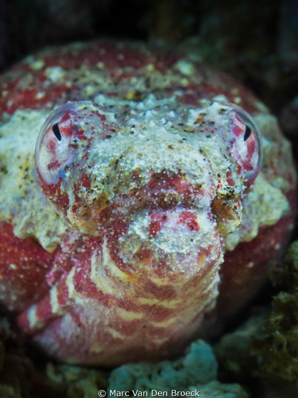 ugly beautiful by Marc Van Den Broeck 