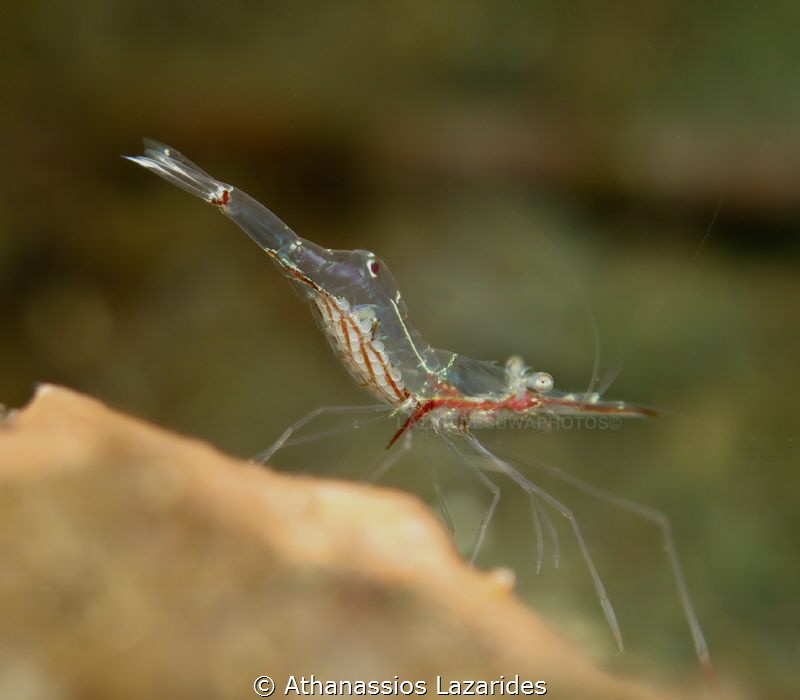 Manipontonia psamathe. Bali by Athanassios Lazarides 