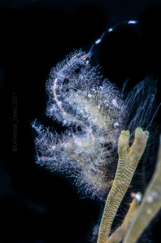 Phycocaris simulans
Canon 5Div in Aquatica Digital A5DMk... by Wayne Jones 