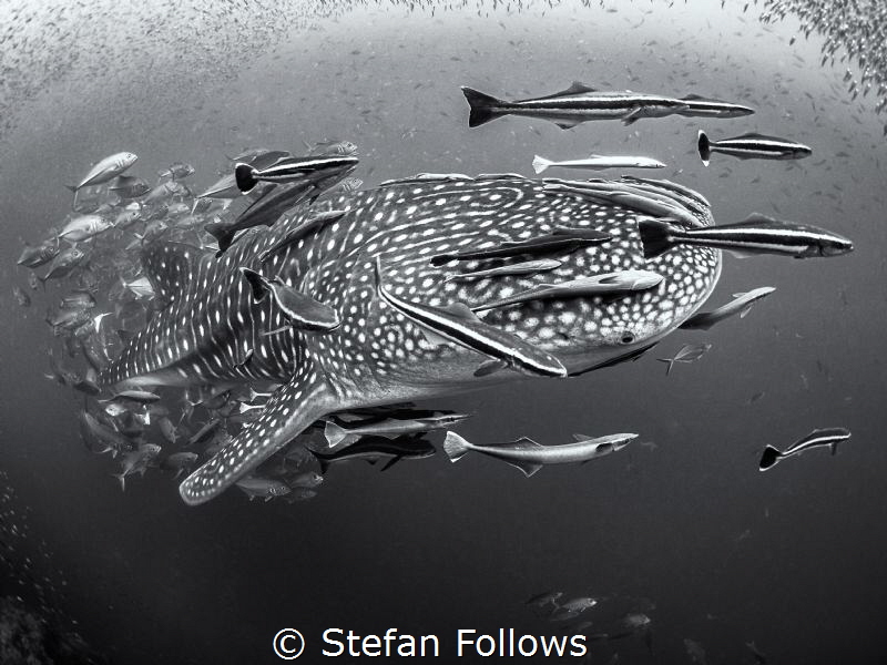 If six was nine ...

Whale Shark - Rhincodon typus

S... by Stefan Follows 