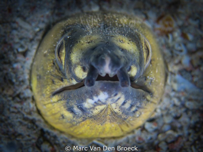 top sight by Marc Van Den Broeck 