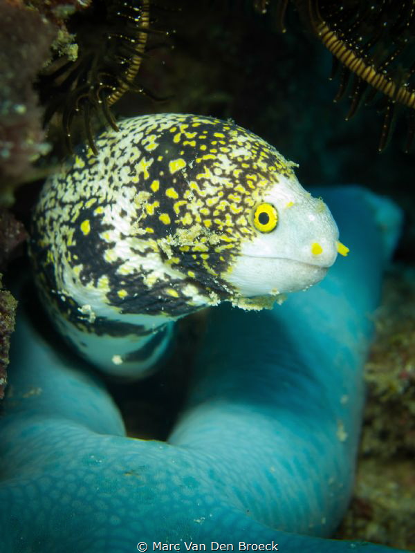 bluestar snake by Marc Van Den Broeck 