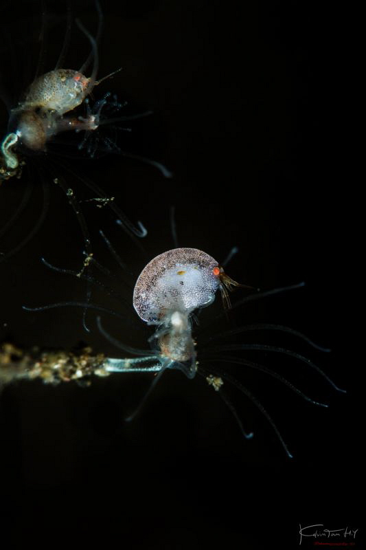 Skull (White amphipod) by Kelvin H.y. Tan 