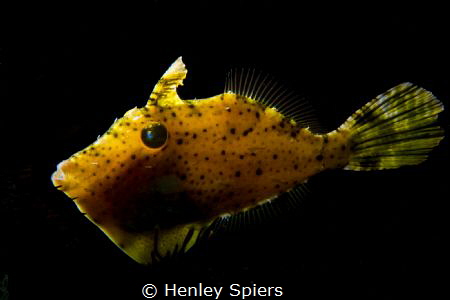 Filefish Lantern by Henley Spiers 