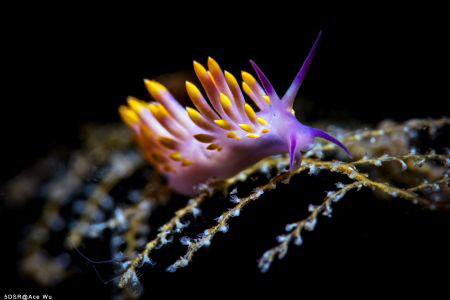 Environment
Location :Lembeh Indonesias
Canon 5dsr
Can... by Yung Sen Wu 
