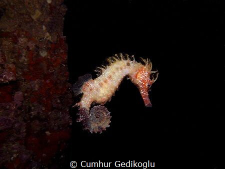 Hippocampus guttulatus
HOVERING by Cumhur Gedikoglu 
