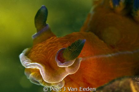 Smack by Peet J Van Eeden 