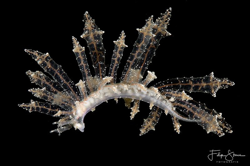 Hermaea bifida, Zeeland, The Netherlands. by Filip Staes 