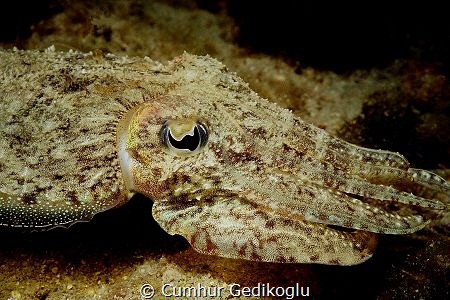 Sepia officinalis
BATMAN EYE by Cumhur Gedikoglu 