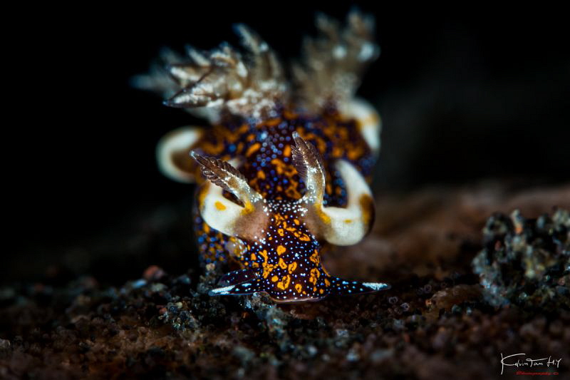 Trapania miltabrancha by Kelvin H.y. Tan 