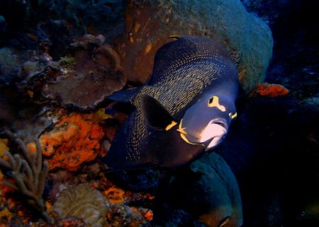 This photo was taken in Cozumel with a DC200 and 1- digit... by Steven Anderson 