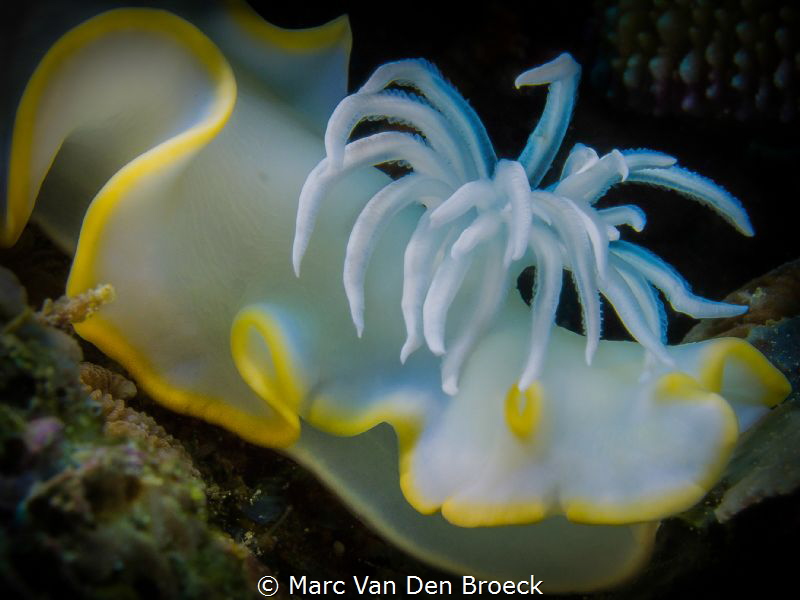 white rain by Marc Van Den Broeck 