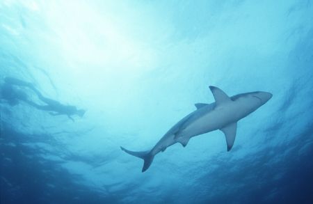 Action above....Black tip and diver on Aliwal by Paul Hunter 