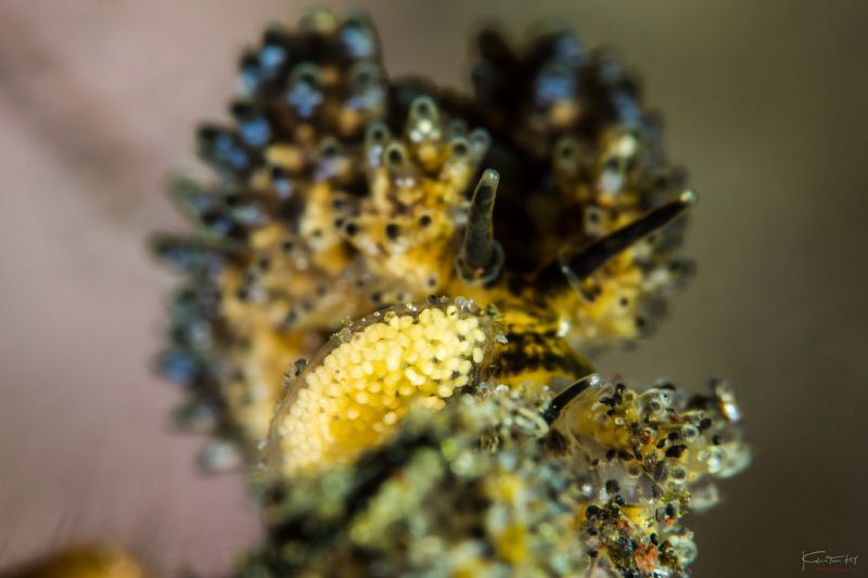 Eggs of Doto sp.5 by Kelvin H.y. Tan 