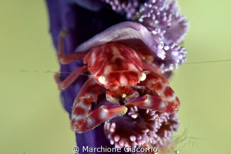 Porcellain crab. Lembeh
Nikon D800 , 105 mscro , two strobo by Marchione Giacomo 
