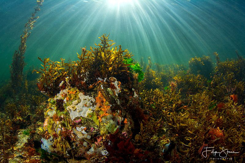 Underwater landscape, Lake Grevelingen, The Netherlands. by Filip Staes 